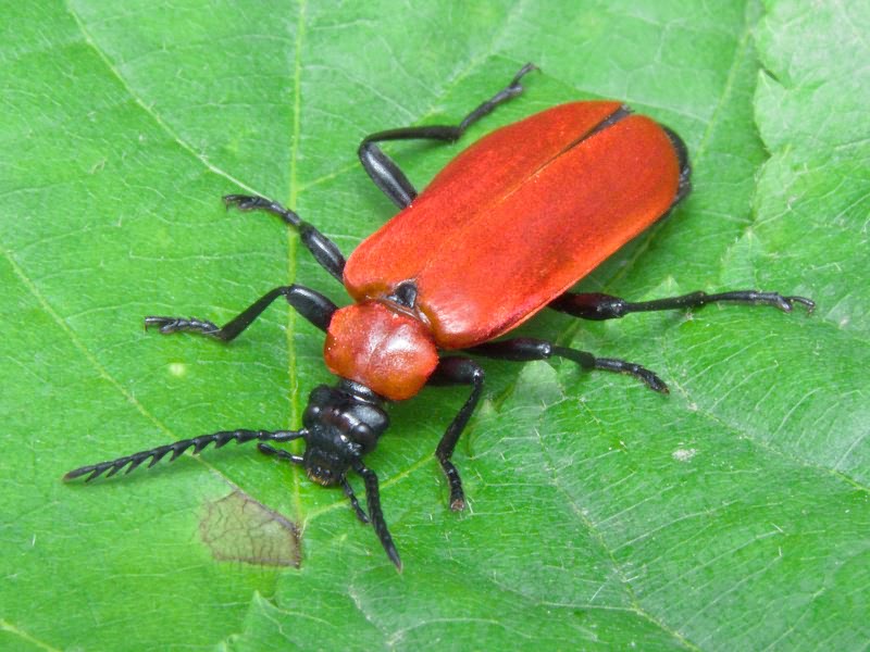 Pyrochroa coccinea (Linnaeus, 1761)